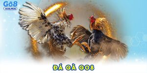 đá gà GO8