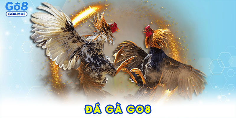đá gà GO8